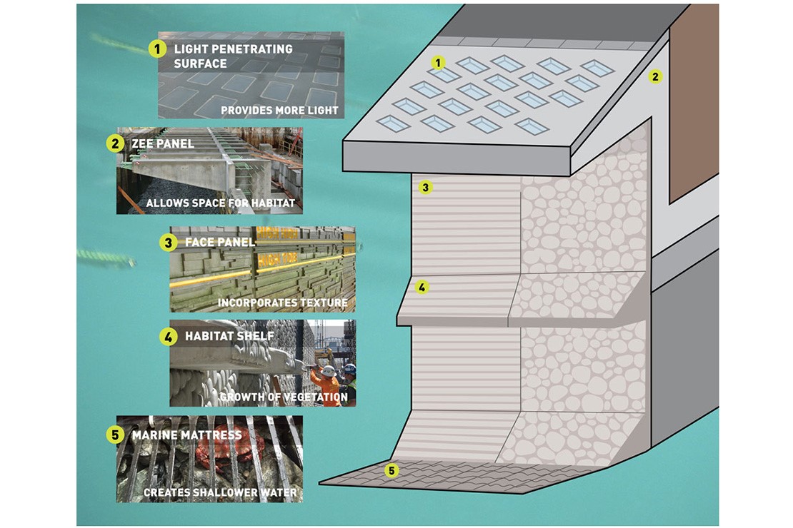 A diagram explains the seawall layers. From top to bottom there is a light penetrating surface, a zee panel that allows space for habitat, a face panel that incorporates texture, a habitat shelf that lets vegetation grow and a marine mattress that creates shallower water. 