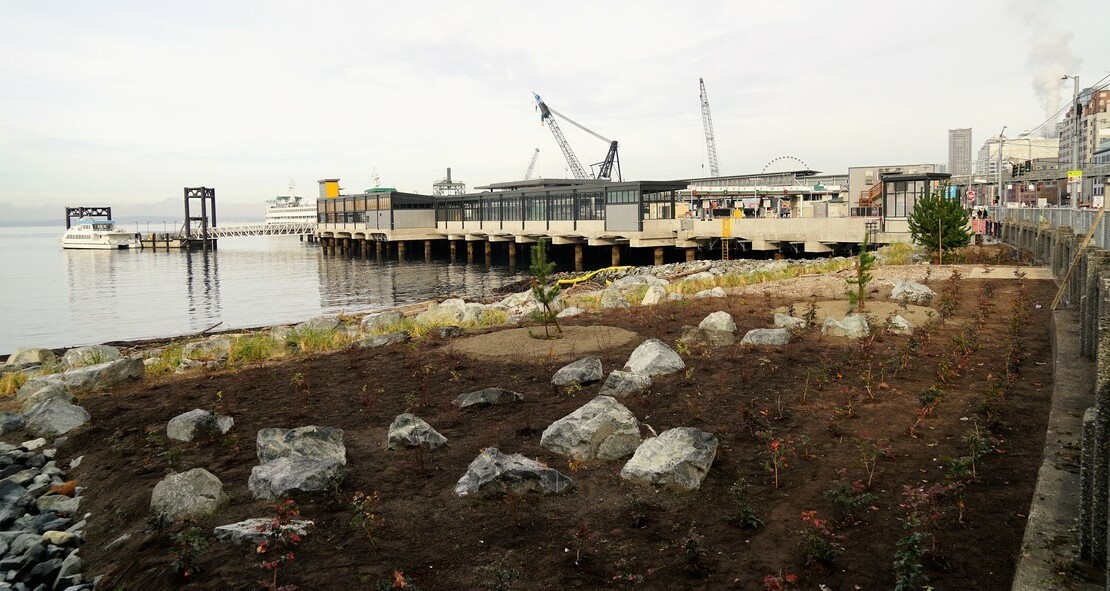 Photo of the habitat beach at Washington Street, with shows a rocky beach with rows of plants that are about ankle-high. Behind the beach, Colman Ferry Dock can be seen. 