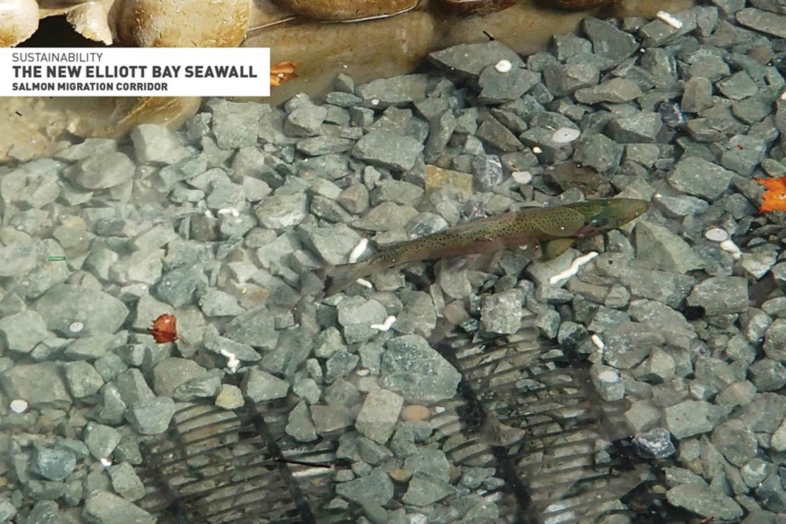 Photo shows fish swimming by the seawall, which is lit by the sun. 