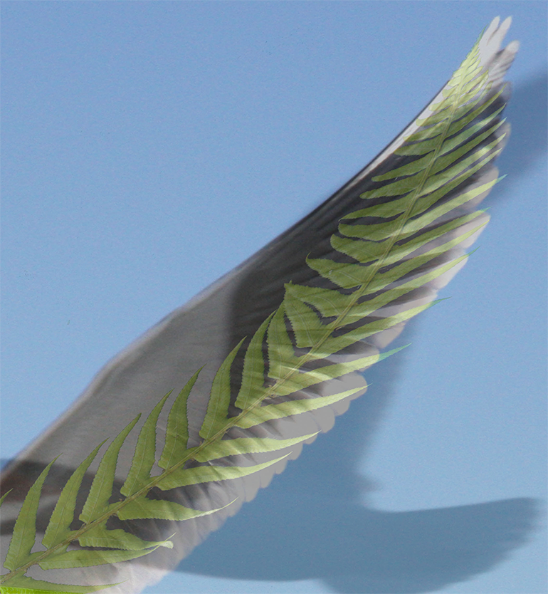 The screenwall combines the image of a fern frond and outstretched wings of a seagull, abstracted and layered in
cut metal to remind us of these two intrepid natural inhabitants of the waterfront.